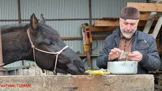 картинка: Чем и как Глистовал трех лошадей, Лахиб 2,7 мес, Попечитель 14лет, и Арифа 1,5 года.