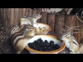 Chipmunk feeding time