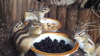 Chipmunk feeding time Chipmunk Eating Blueberries