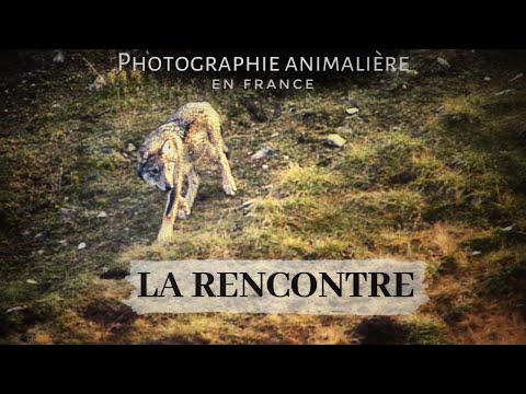 RENCONTRE AVEC DEUX LOUPS