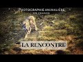 SUR LES TRACES DU LOUP - LA RENCONTRE (On the wolf trail's)