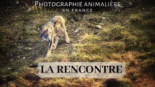 RENCONTRE AVEC DEUX LOUPS