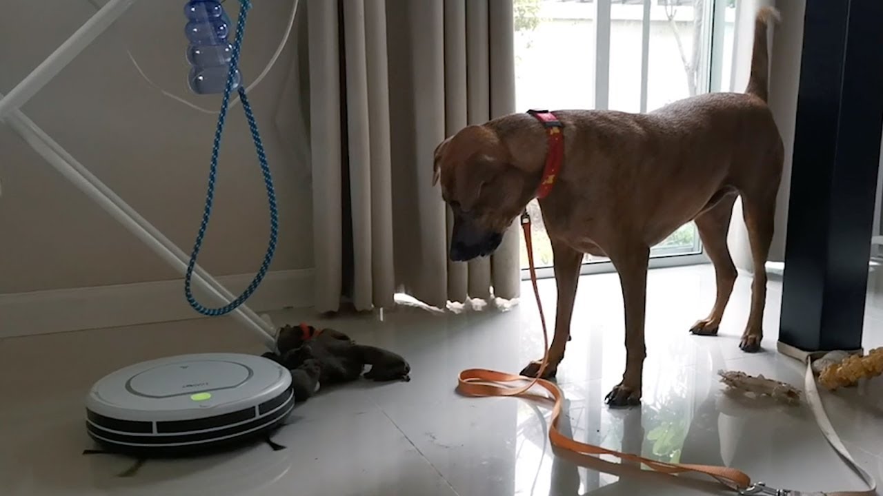 Pet Dog Baffled By Robot Vacuum YouTube