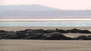 Blakeney National Nature Reserve