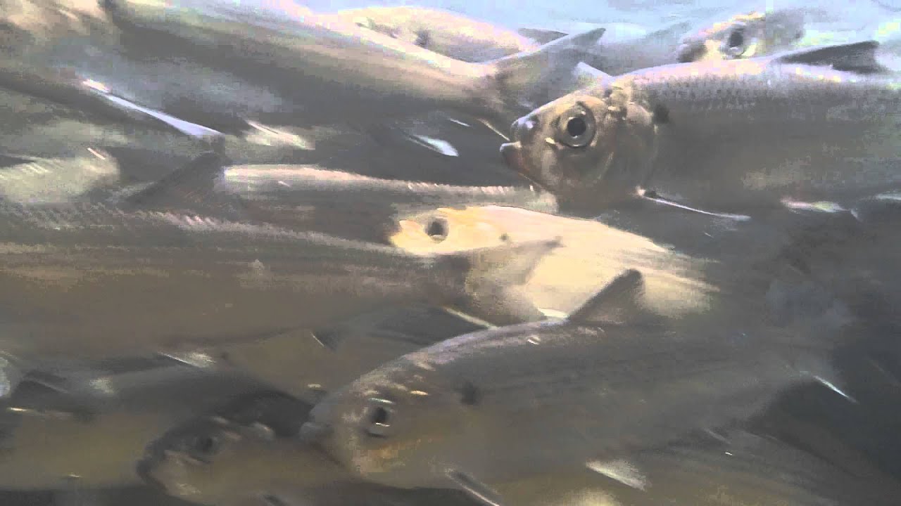 The 2015 alewife run ber Pond Vassalboro, Maine YouTube