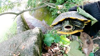 【番外編】溝の中で立ち往生していたカメを救出！
