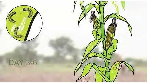 Fall armyworm Life Cycle & Damage to Maize