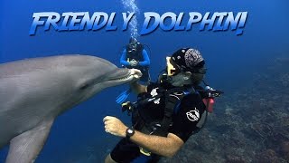 Friendly Bottlenosed Dolphin | JONATHAN BIRD'S BLUE WORLD