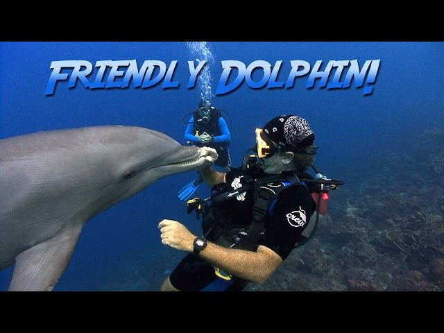 Friendly Bottlenosed Dolphin | JONATHAN BIRD'S BLUE WORLD class=