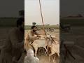 Cheni Bcha Li Cheni Bcha Li