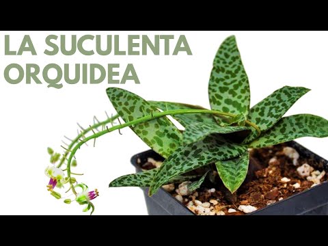 Vídeo: Plantes bulboses d'interior: fotos i noms