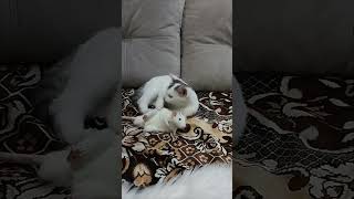 Cat and Rat Share a Cuddling Moment