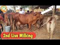 2nd live milking 2nd timer sahiwal      bhiwani 