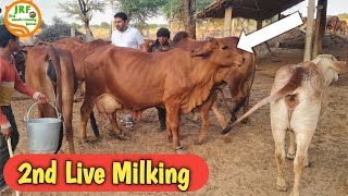2nd Live Milking (2nd Timer #Sahiwal ) मोनू भाई, आज़ादनगर, जुई Bhiwani से
