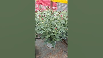 Cúc pico đỏ #cucpico #caygiongcucpico #cucpicocaymo