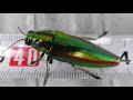#タマムシ　＃玉虫　＃昆虫　＃insect