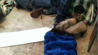 Introduction of two ferrets on a meeting by channel4ferrets 4,806 views 11 years ago 3 minutes, 6 seconds