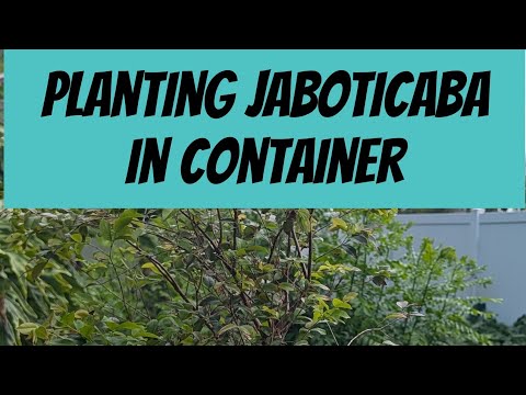 Planting Jaboticaba aka Brazilian Grape tree in a Container