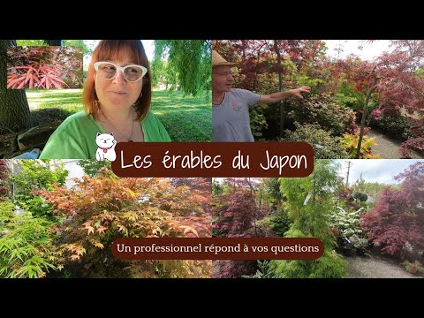 Vidéo: Comment greffer un érable japonais - Entretien des érables japonais greffés