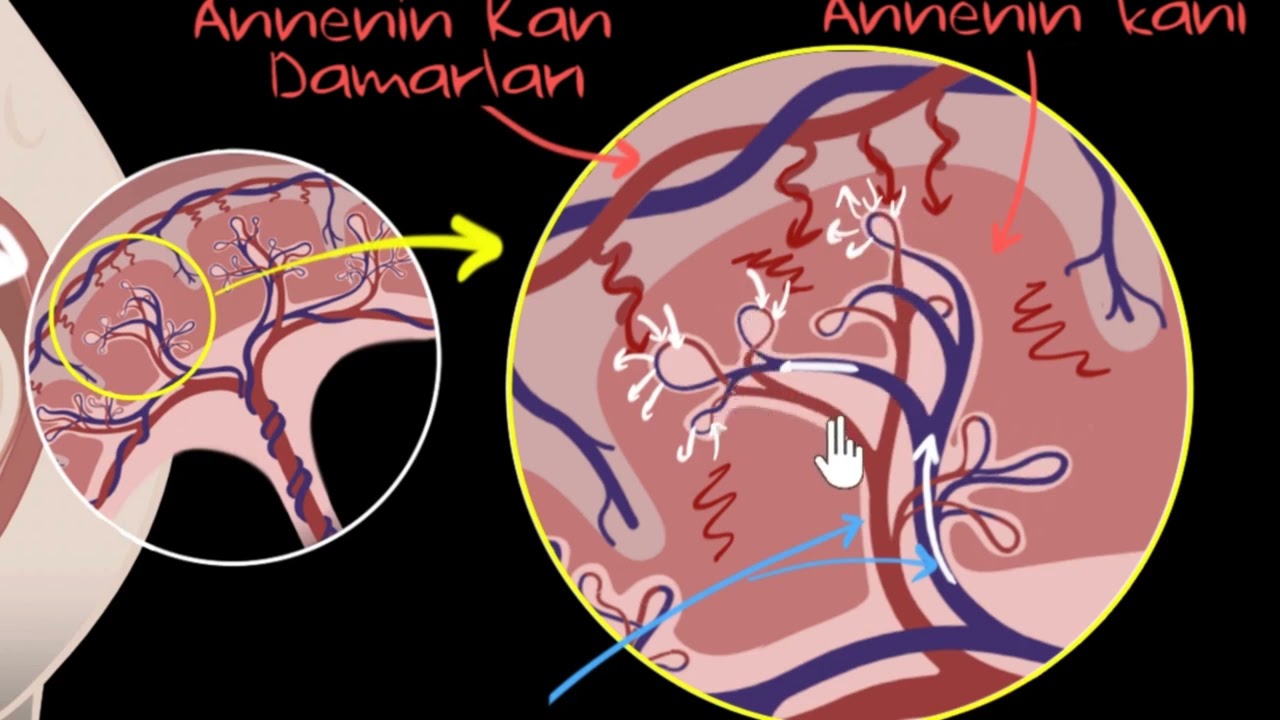 Plasenta (Fen Bilgisi)