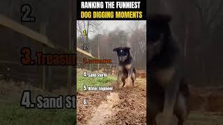 Ranking The Funniest Dog Digging Moments Who Digs Best?
