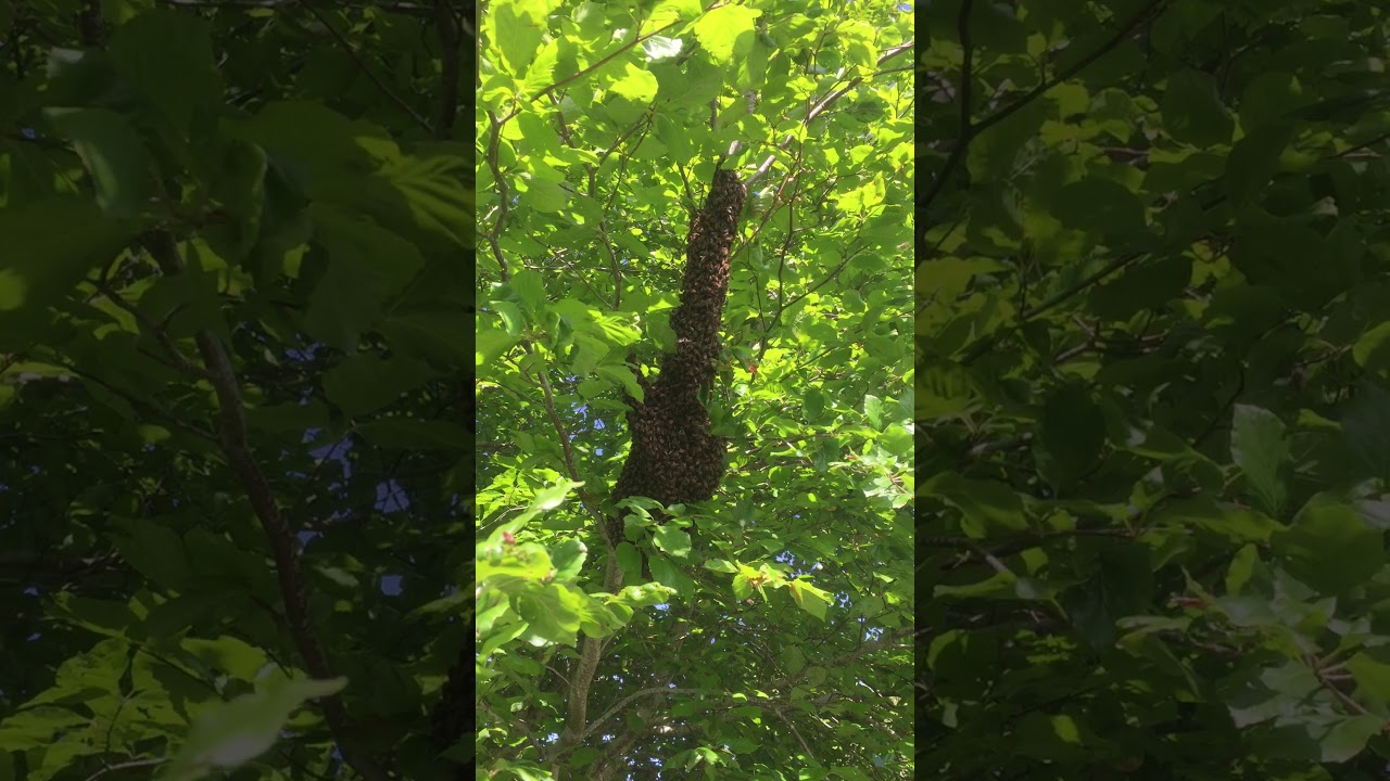 Swarm Ardington 2019