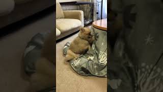 新しいこたつ布団はオレ仕様になってないやないか‼️