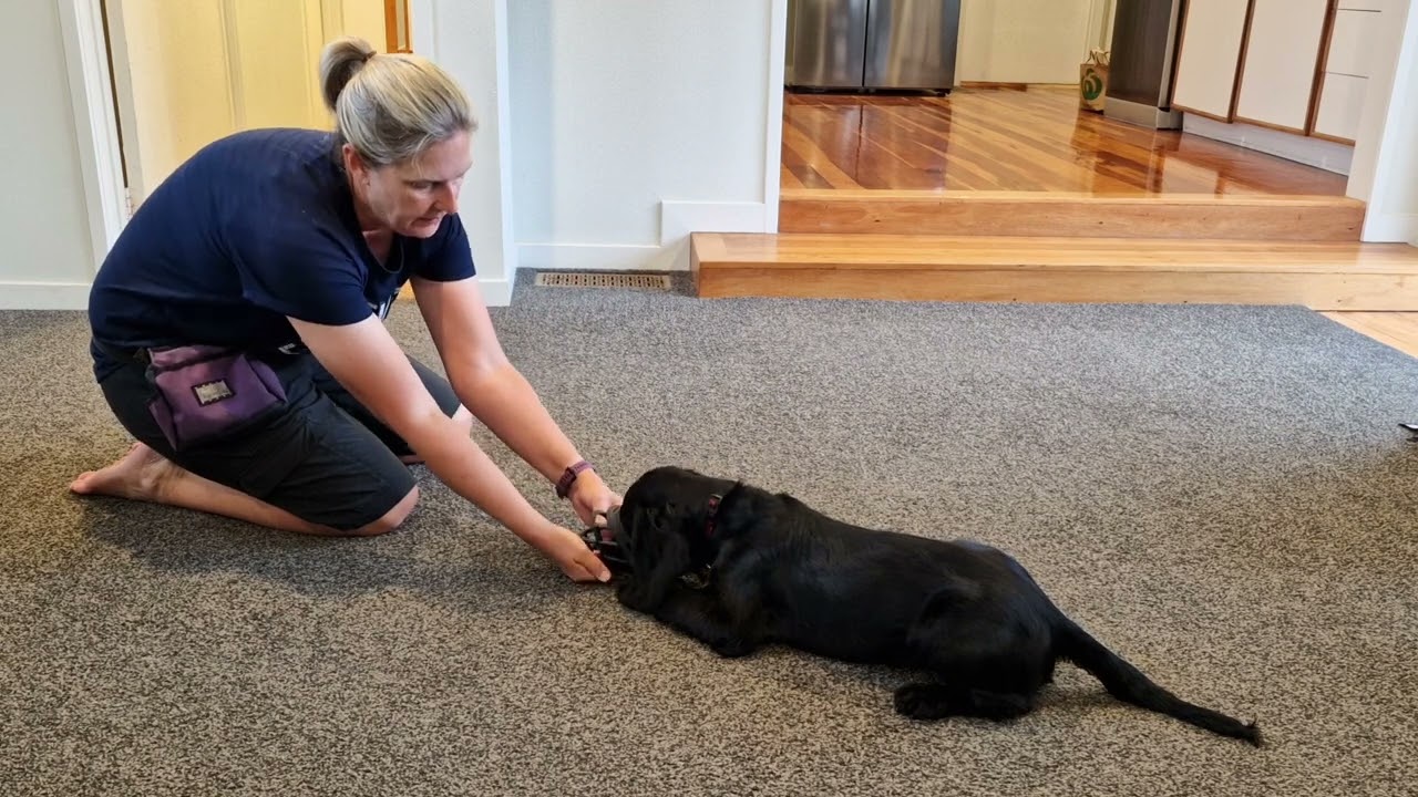 Kahu muzzle conditioning