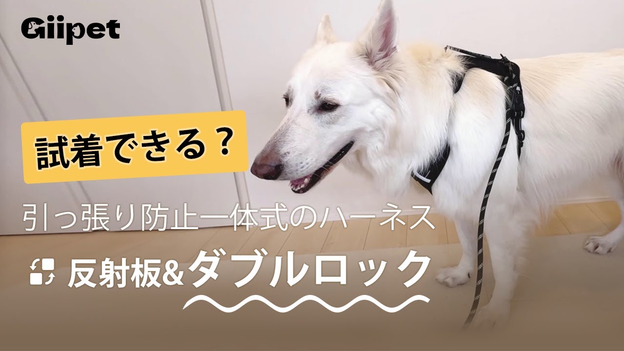 【Giipet】ママとご紹介するとうとうと… Newハーネス！