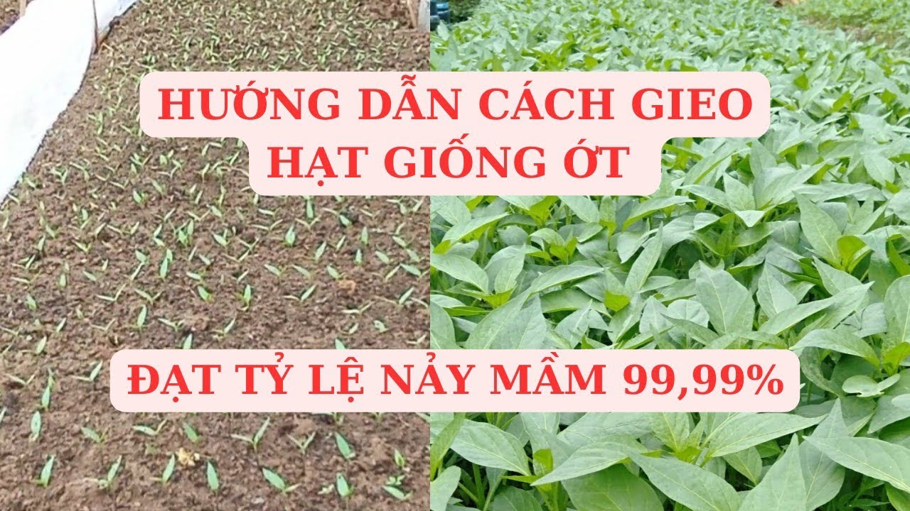 HƯỚNG DẪN CÁCH GIEO HẠT GIỐNG ỚT CHỈ THIÊN ĐƠN GIẢN, TỶ LỆ NẢY MẦM 99,99%