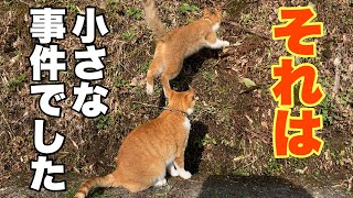 A cat was meowing sadly in the mountains![Japanese cats]