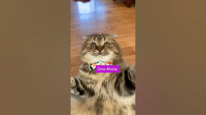 Watch the video about Adorable pets showcase