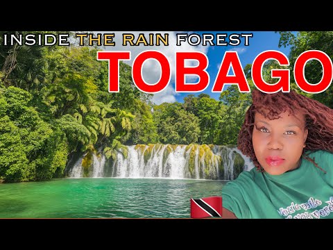 Inside The Rain Forest In Trinidad And Tobago