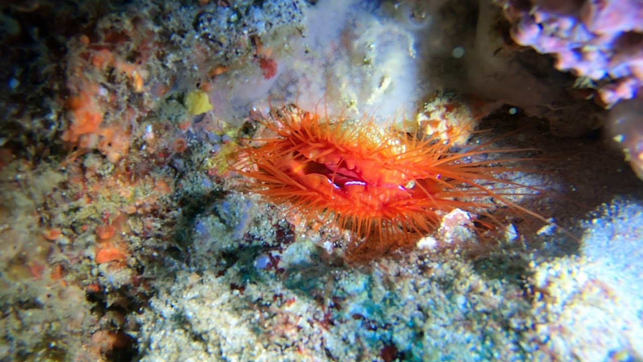Lime électrique - ctenoides ales - Disco clam