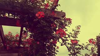 Roseraie Limoges - Dang Quan