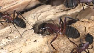 Wood Destroying Insects | Ashburn, VA - PMSI