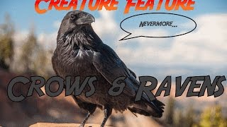 Creature Feature: Crows and Ravens Crows And Ravens The Dark Legends Of Our Feathered Friends