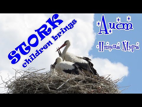Аист на крыше
