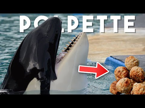 La VERA storia di Keiko, l'orca più famosa del mondo