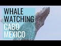 WHALE WATCHING IN CABO SAN LUCAS, MEXICO