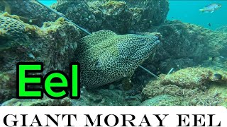 How to catch giant moray eel #catch #eel #ocean #seafood