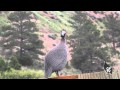 Male Guinea Fowl Sounds & Calls