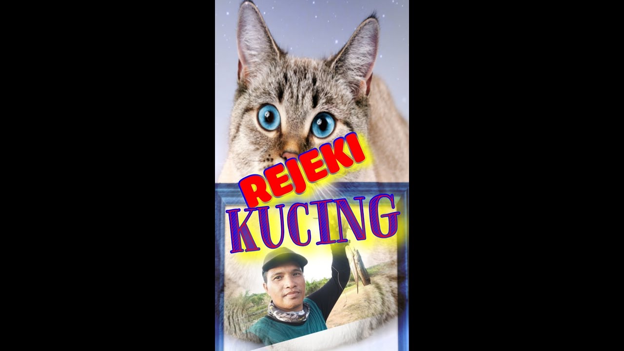 Yang penting tidak membuat ð kucing marah. - YouTube
