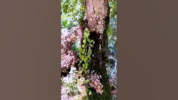 The process of removing bark = good tools can improve efficiency