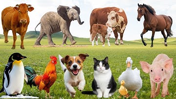 🌿"Hòa Nhạc" Thiên Nhiên Dễ Thương – Khi Gà, Bò, Chó & Mèo "Trổ Tài" Hát Ca Vui Nhộn | Animals🐓🐮🐐😽