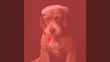 Pulsating Moods for Doggy Walking