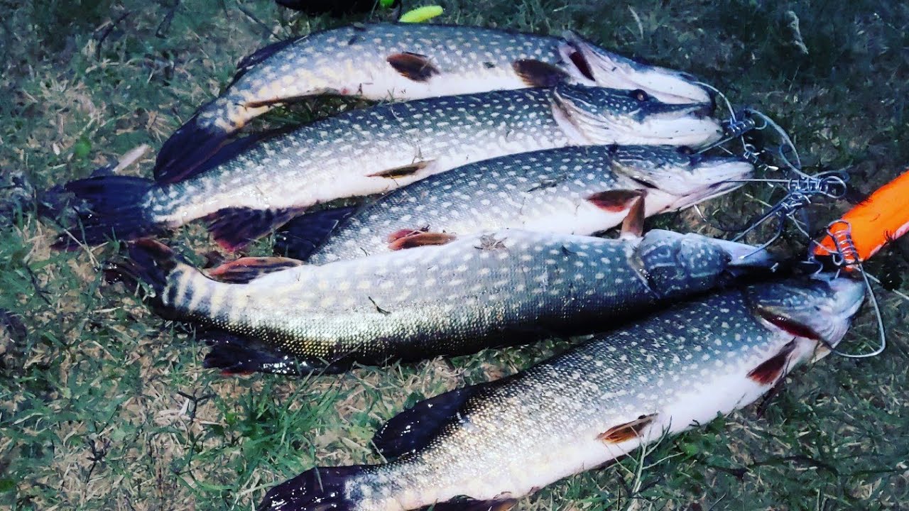 Самая уловистая приманка на щуку Savage Gear 3D Pop Frog