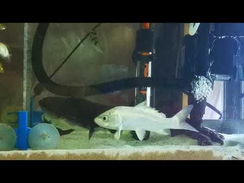 ***Viewer Discretion Advised*** Gulper Catfish