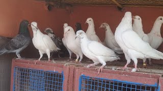 2026 Compition 1St Forock