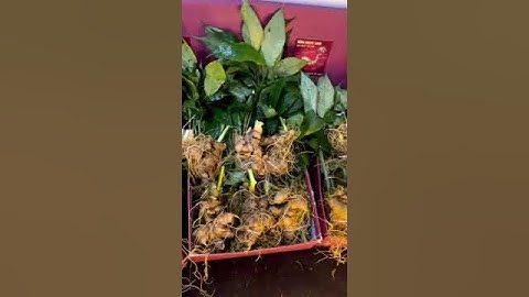 3kg Sâm Ngọc Linh 5-6 củ/kg vùi rừng già, quá đẹp rễ tơ, thơm nức đậm vị sâm.